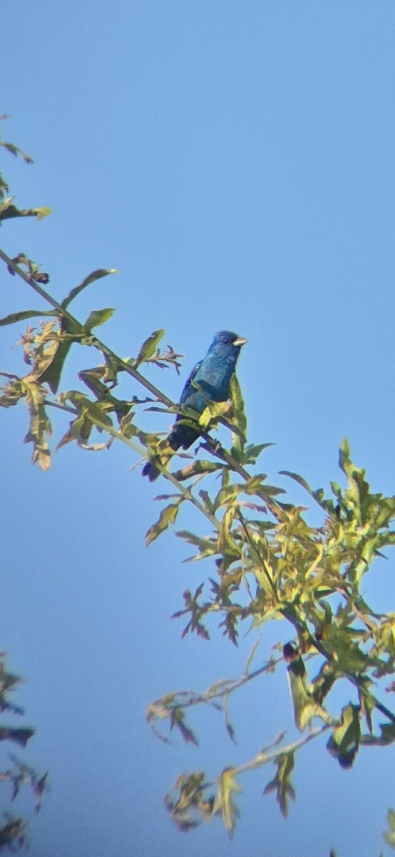 Indigo Bunting - ML638648533
