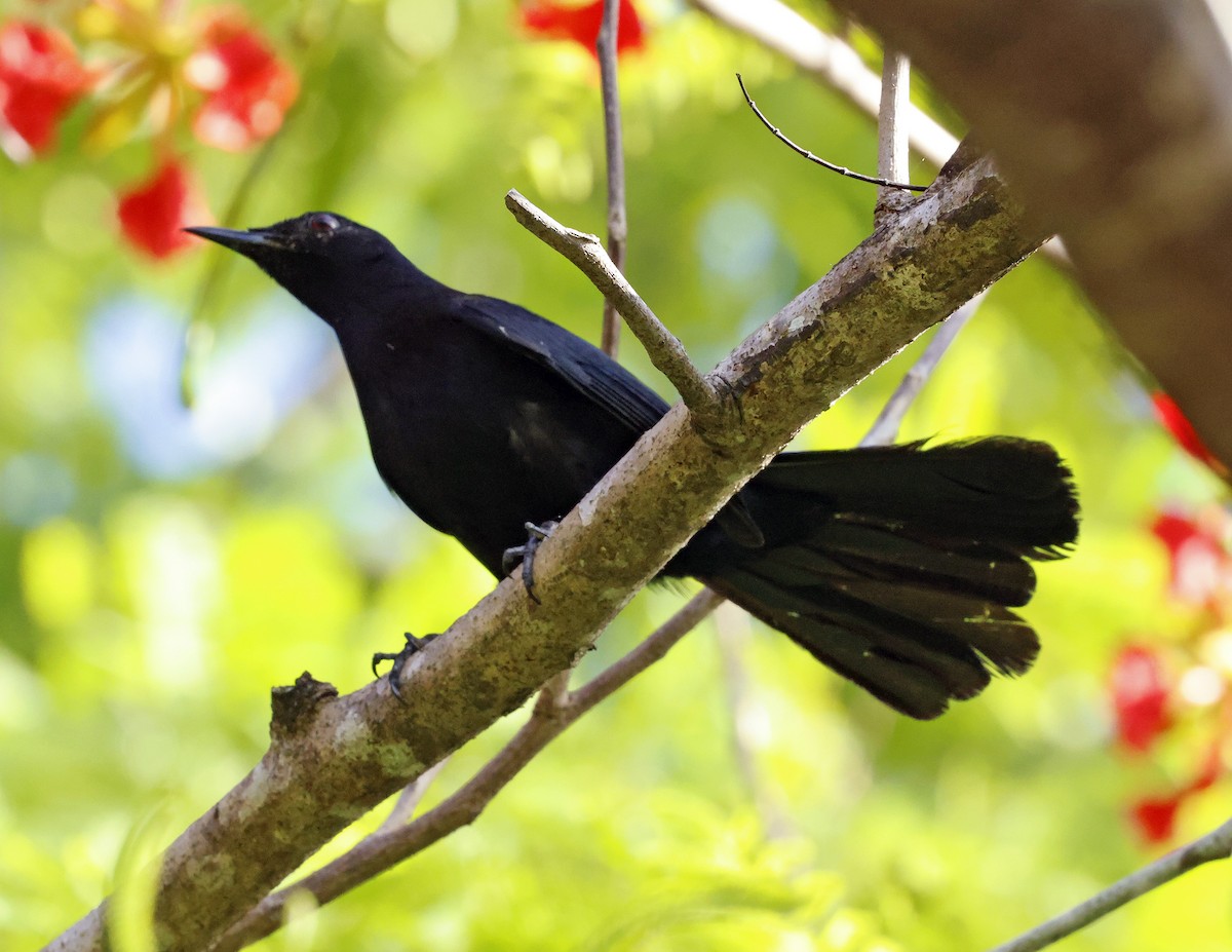 Black Catbird - ML638648546
