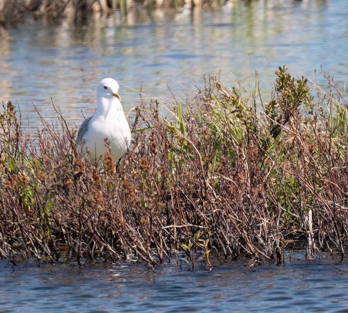 Short-billed Gull - ML638648557
