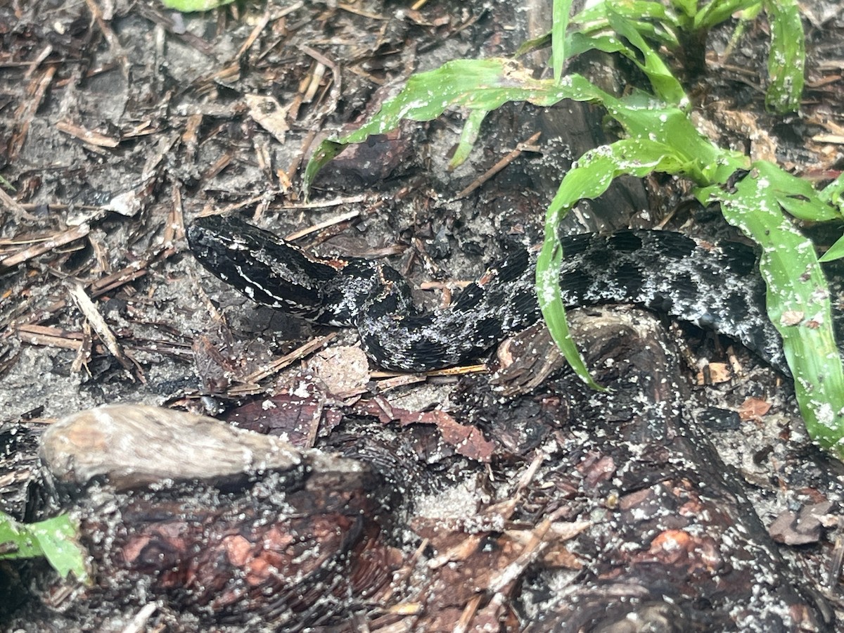 Dusky Pygmy Rattlesnake - ML638648564