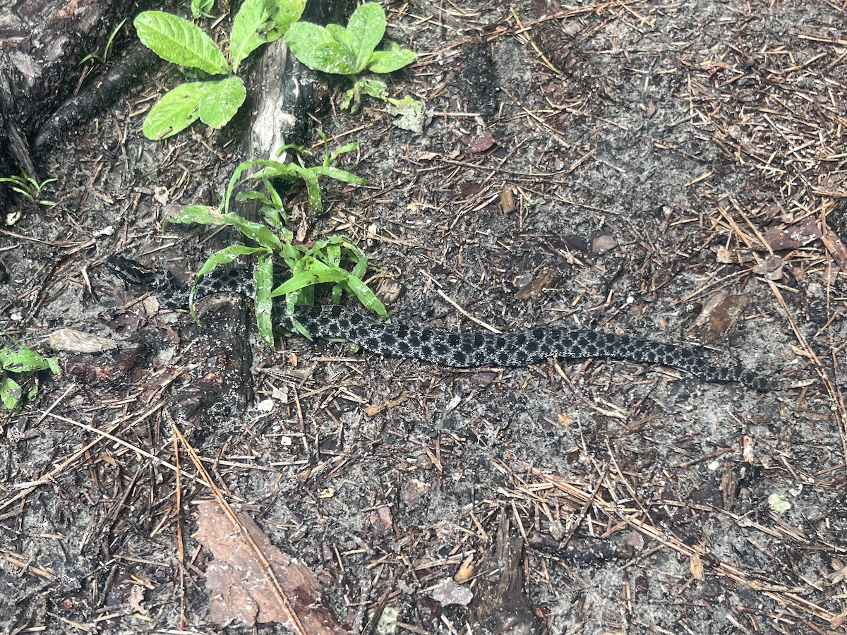 Dusky Pygmy Rattlesnake - ML638648565