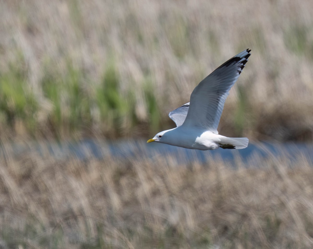 Short-billed Gull - ML638648570