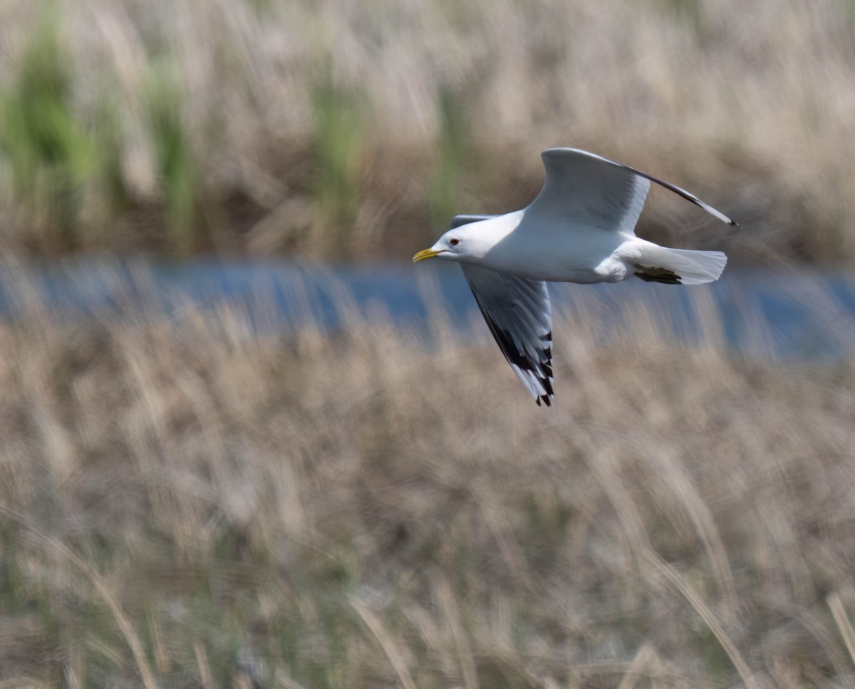Short-billed Gull - ML638648571