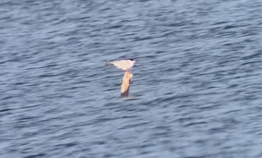 Common Tern - ML638648582