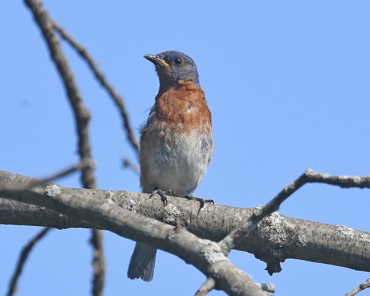 Eastern Bluebird - ML638648590