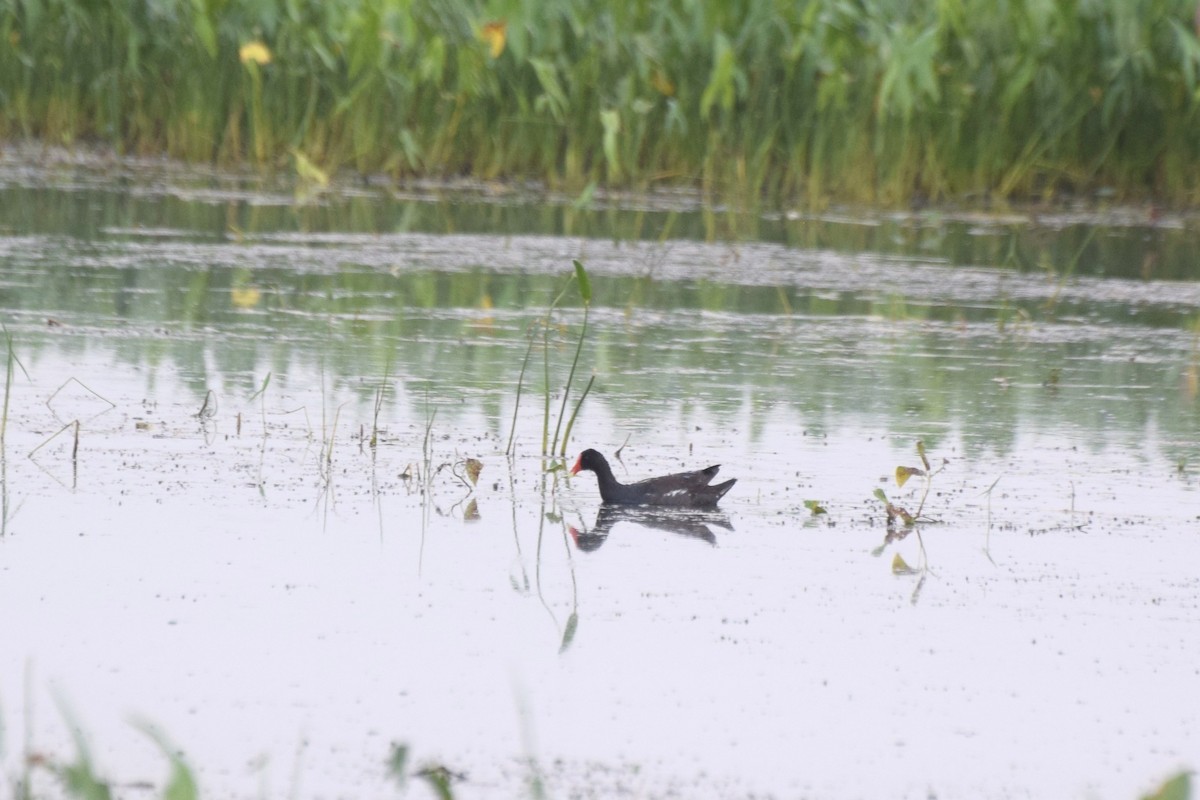 Common Gallinule - ML638648601