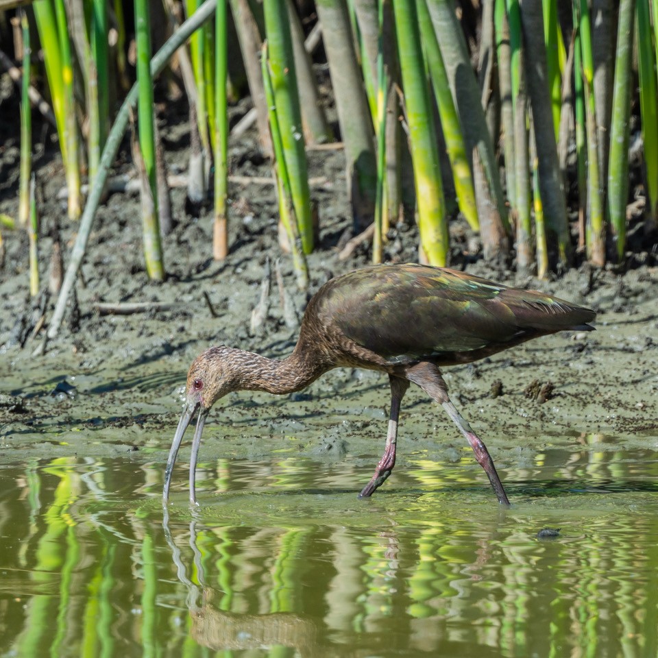 White-faced Ibis - ML638648602