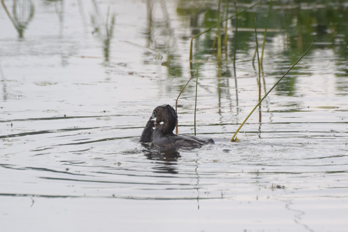 Pied-billed Grebe - ML638648606