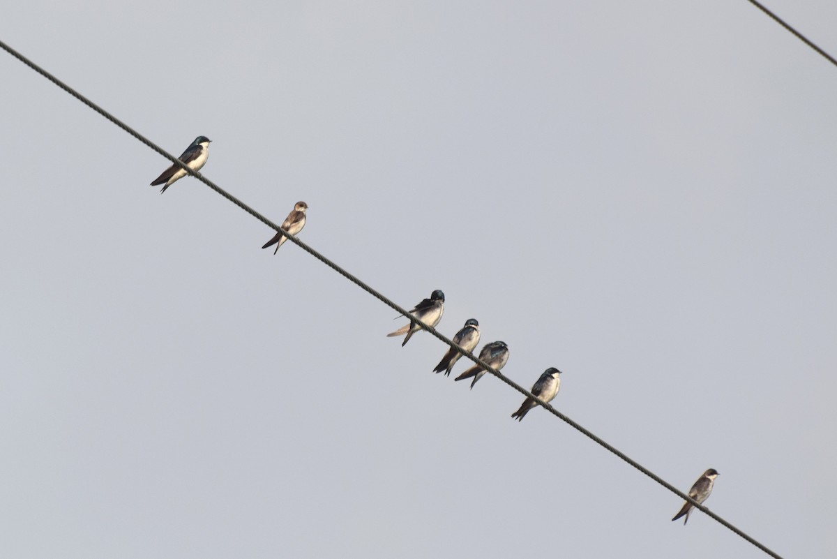 Tree Swallow - ML638648616