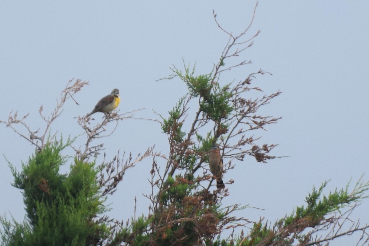 Dickcissel - ML638648628