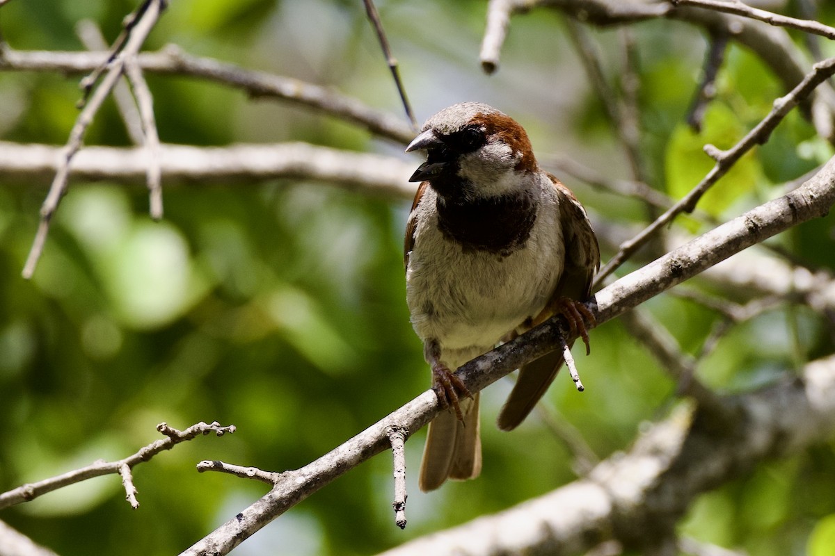 Moineau domestique - ML638648644
