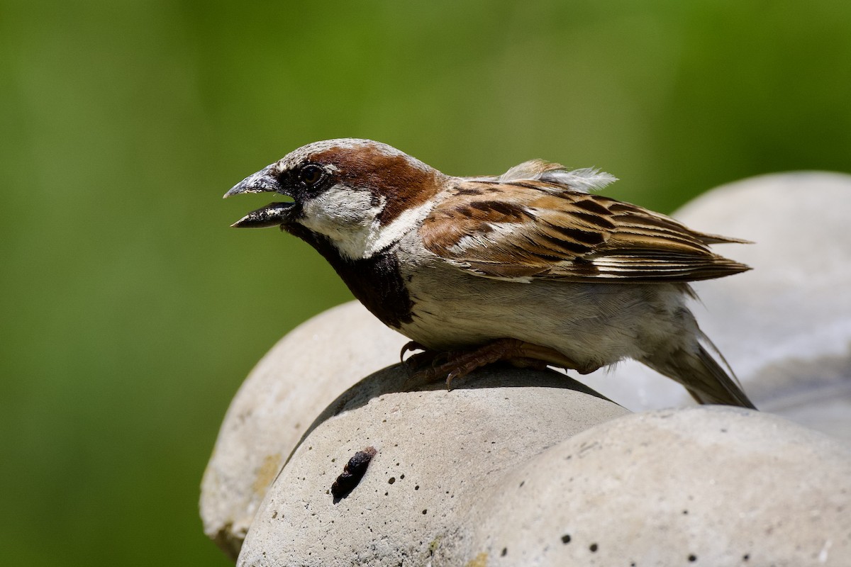 Moineau domestique - ML638648645