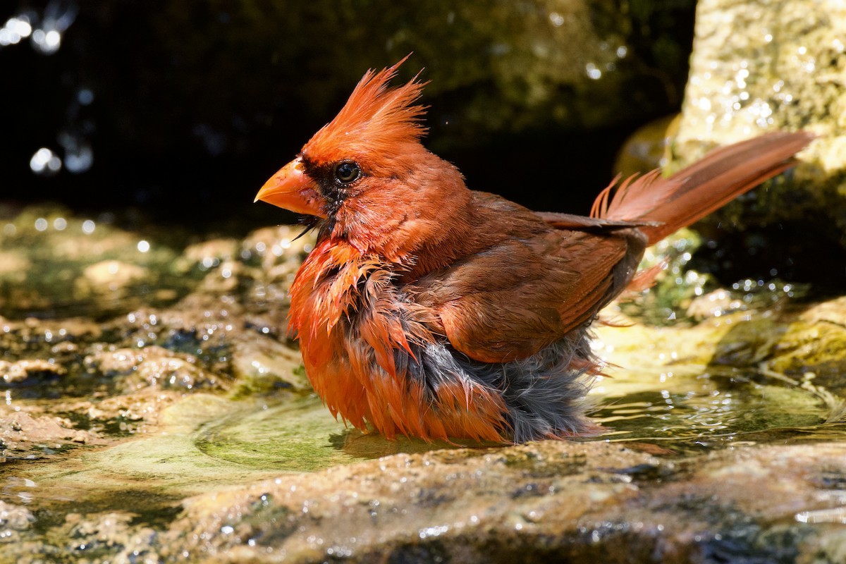 Cardinal rouge - ML638648657