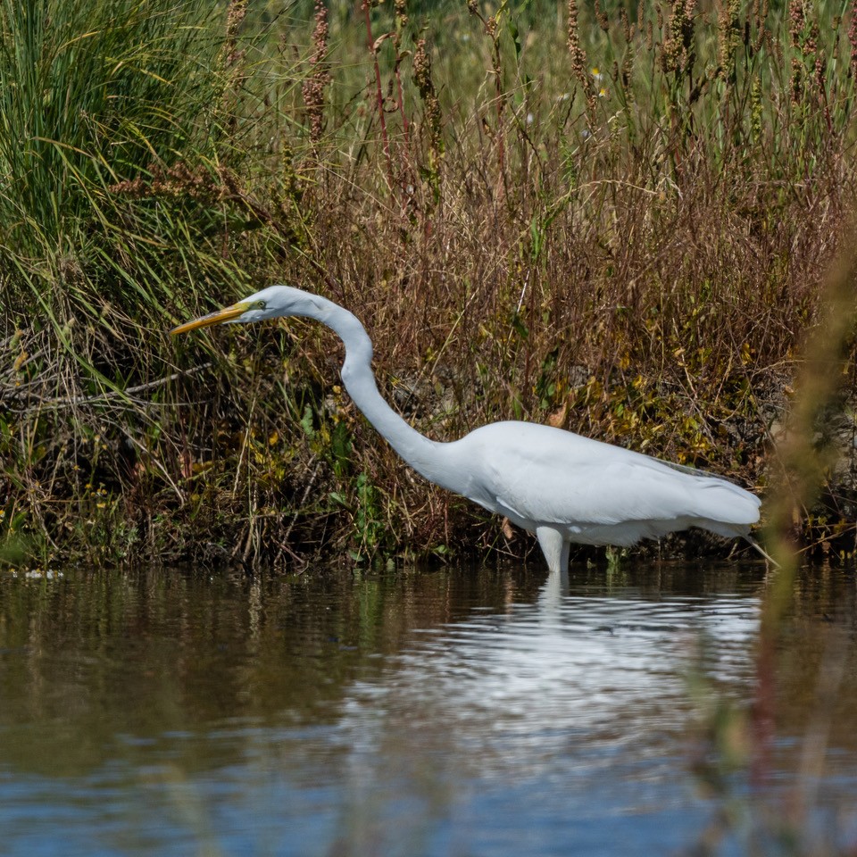 Great Egret - ML638648661