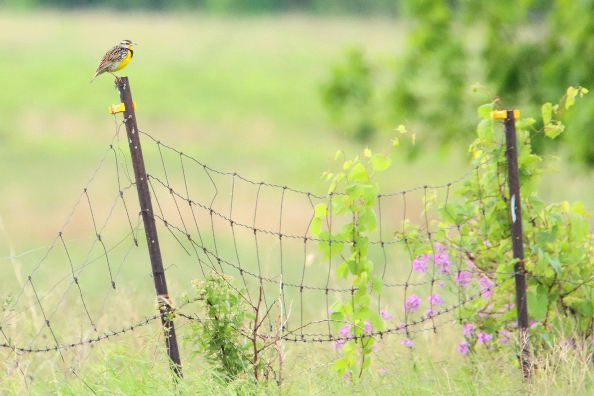 Eastern Meadowlark (Eastern) - ML638648665