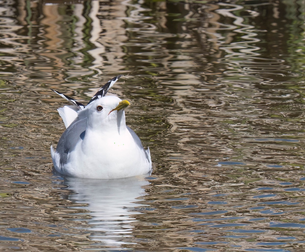 Short-billed Gull - ML638648672