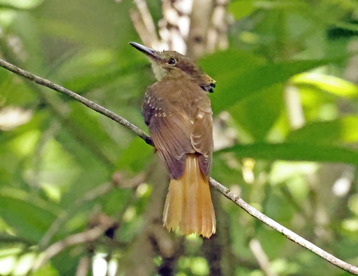 Tropical Royal Flycatcher (Northern) - ML638648674