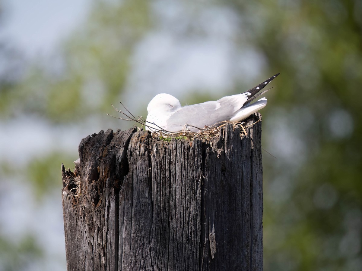 Short-billed Gull - ML638648677