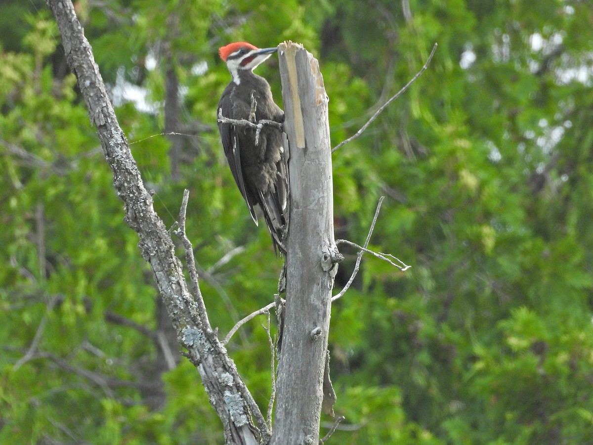 Pileated Woodpecker - ML638648681