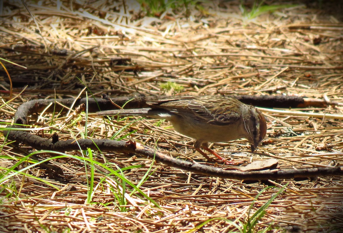 Chipping Sparrow - ML638648682