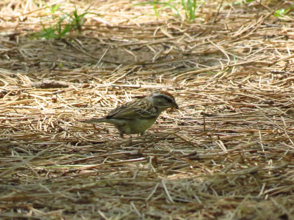 Chipping Sparrow - ML638648683