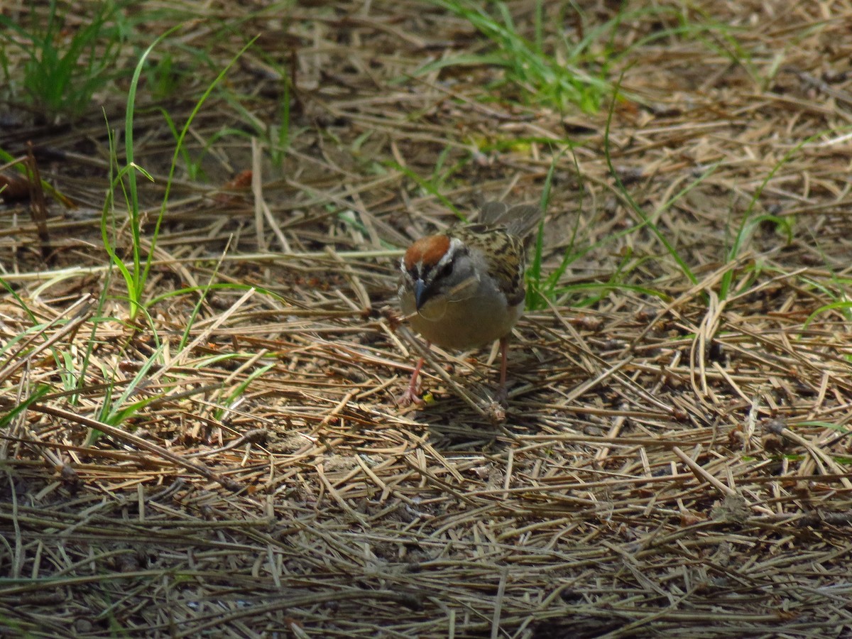 Chipping Sparrow - ML638648688