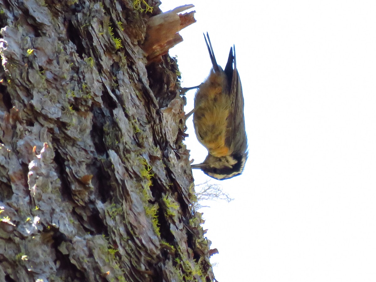 Red-breasted Nuthatch - ML638648699