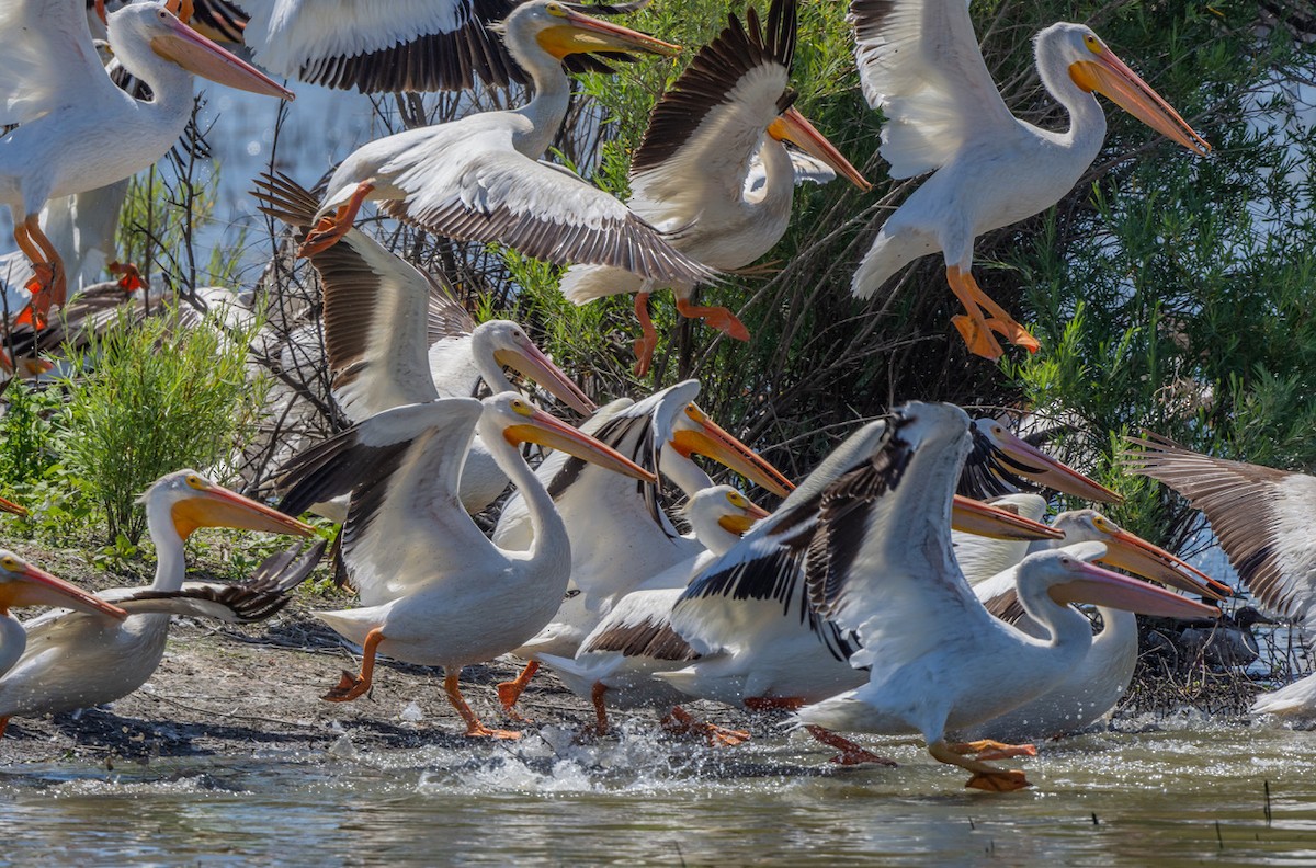 American White Pelican - ML638648701