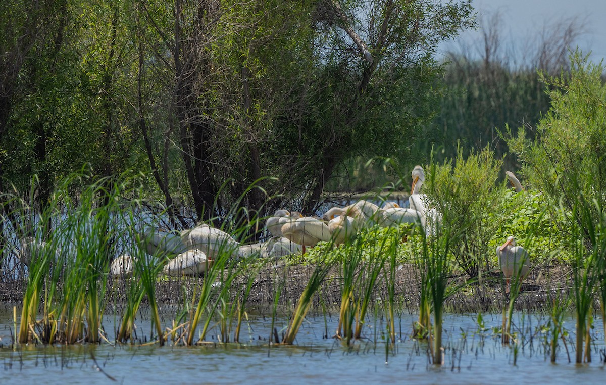 American White Pelican - ML638648702