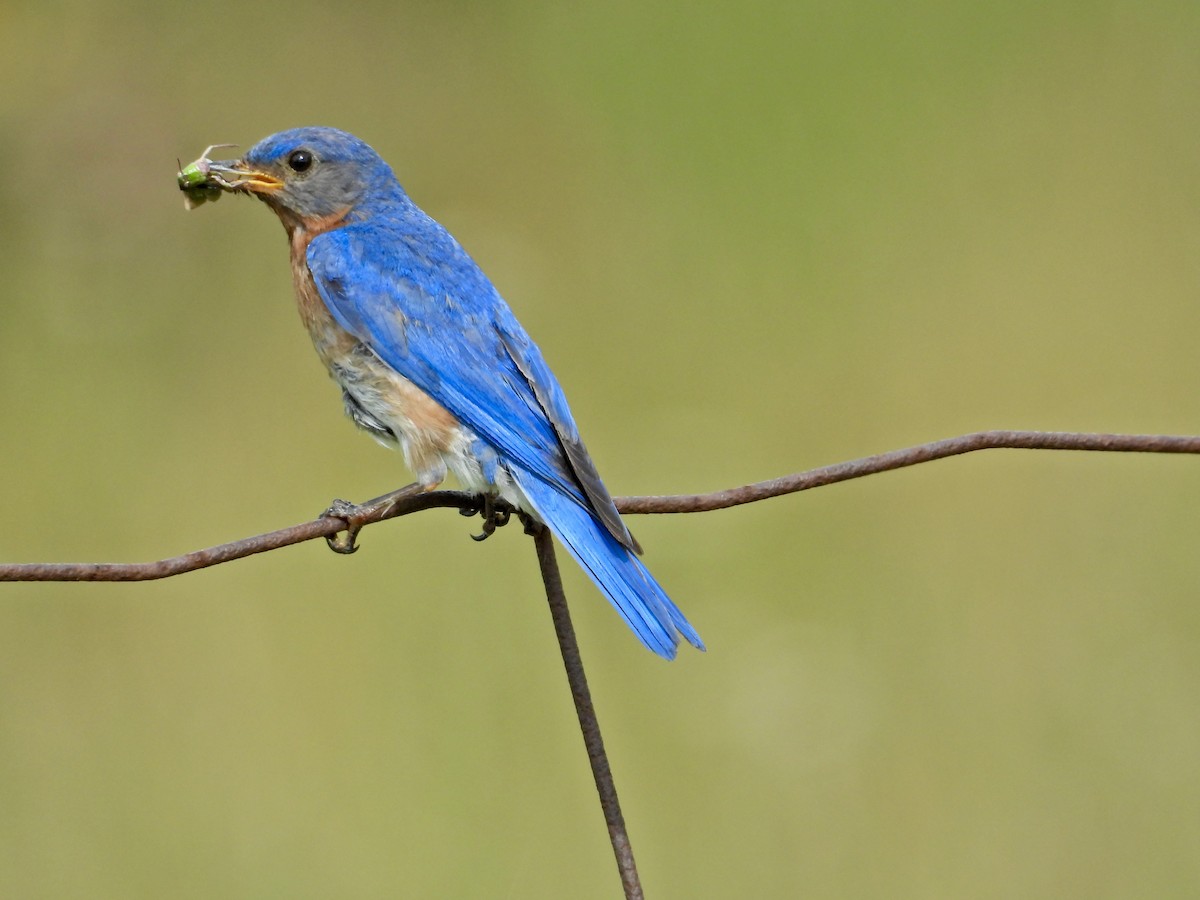Eastern Bluebird - ML638648703