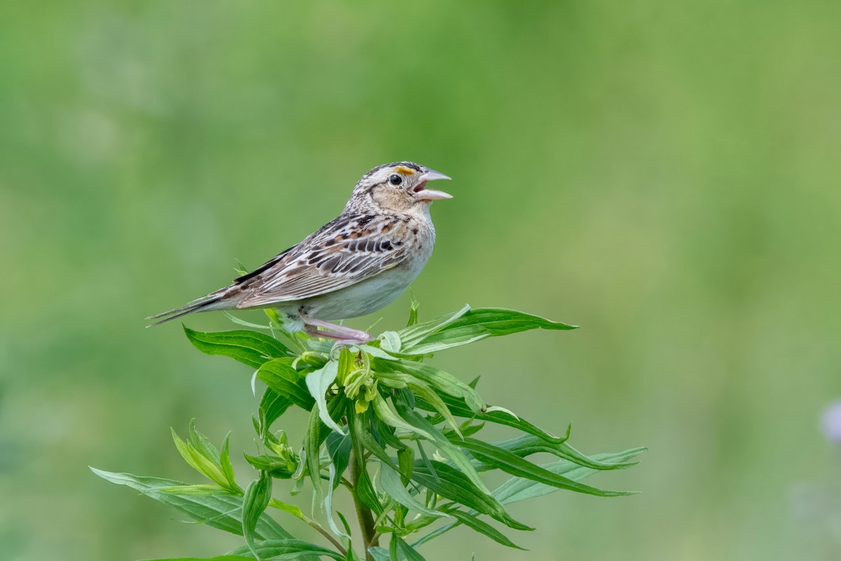 Grasshopper Sparrow - Sue Barth