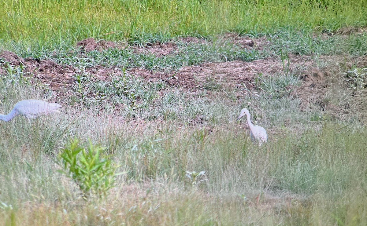 Little Blue Heron - ML638648750