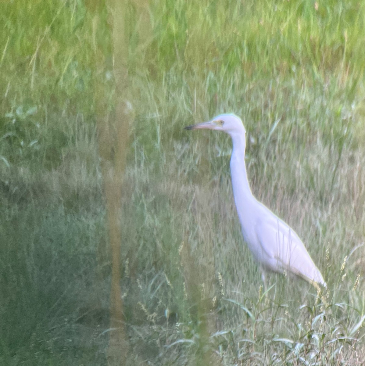 Little Blue Heron - ML638648761