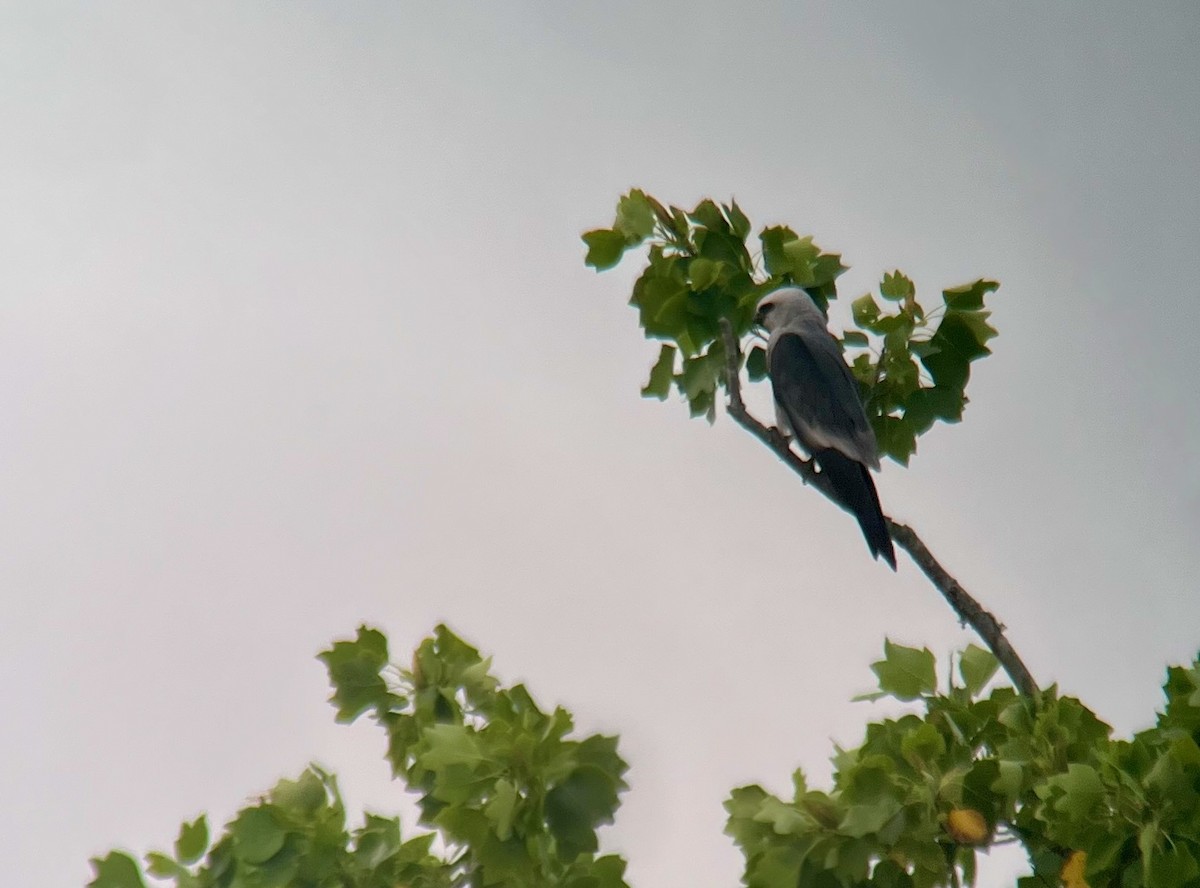 Mississippi Kite - ML638648772