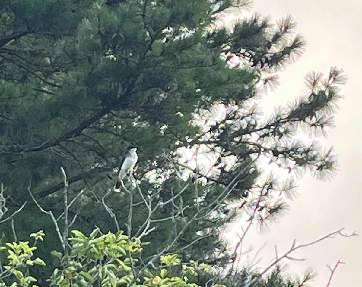 Eastern Kingbird - ML638648777