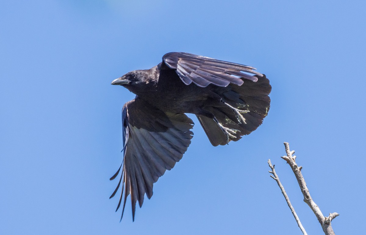 American Crow - ML638648784