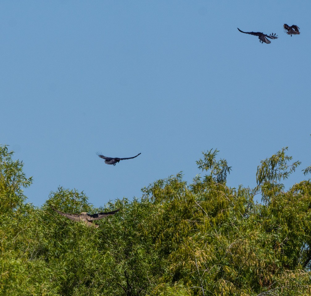 American Crow - ML638648785