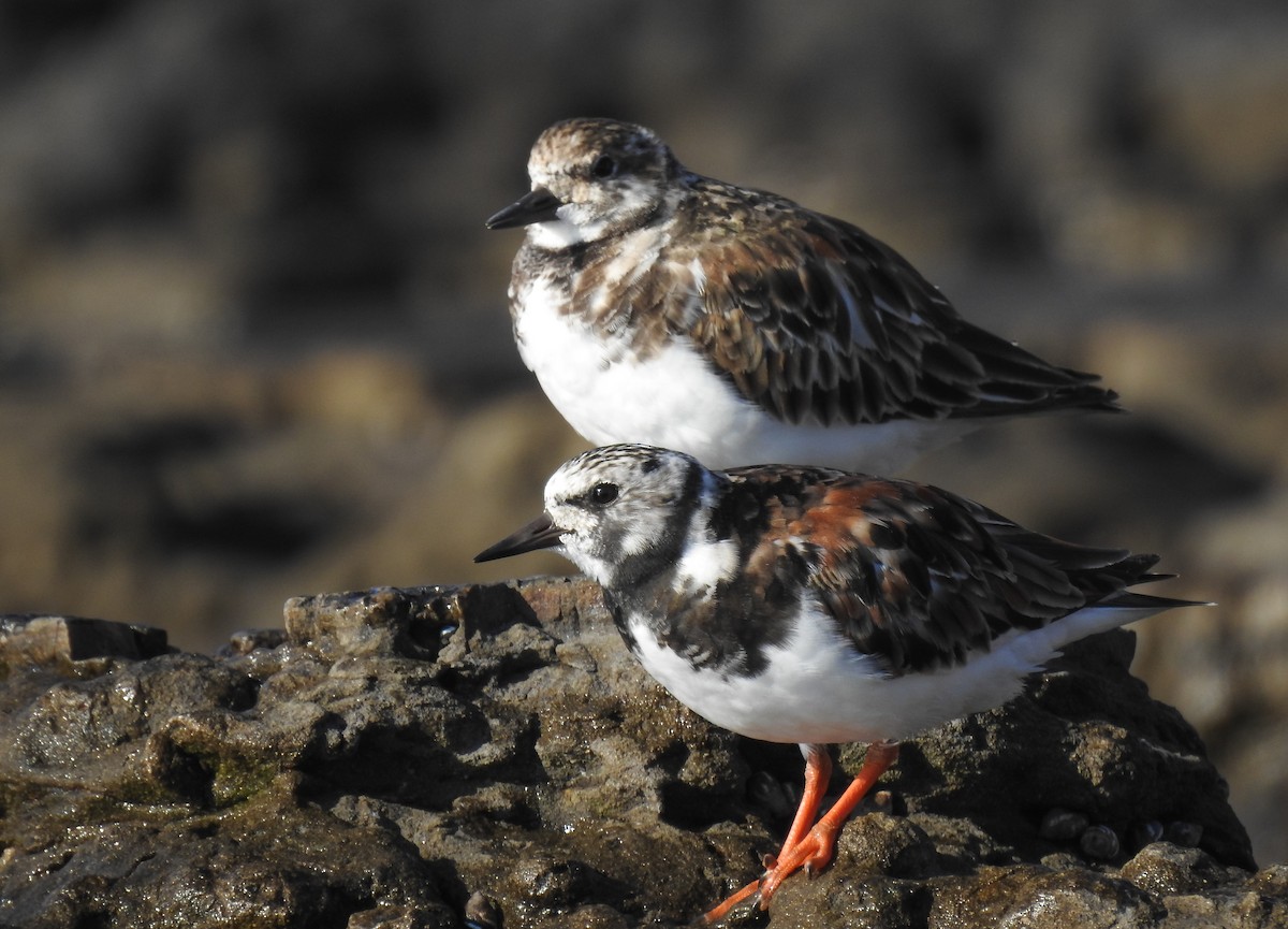 Ruddy Turnstone - ML638648799