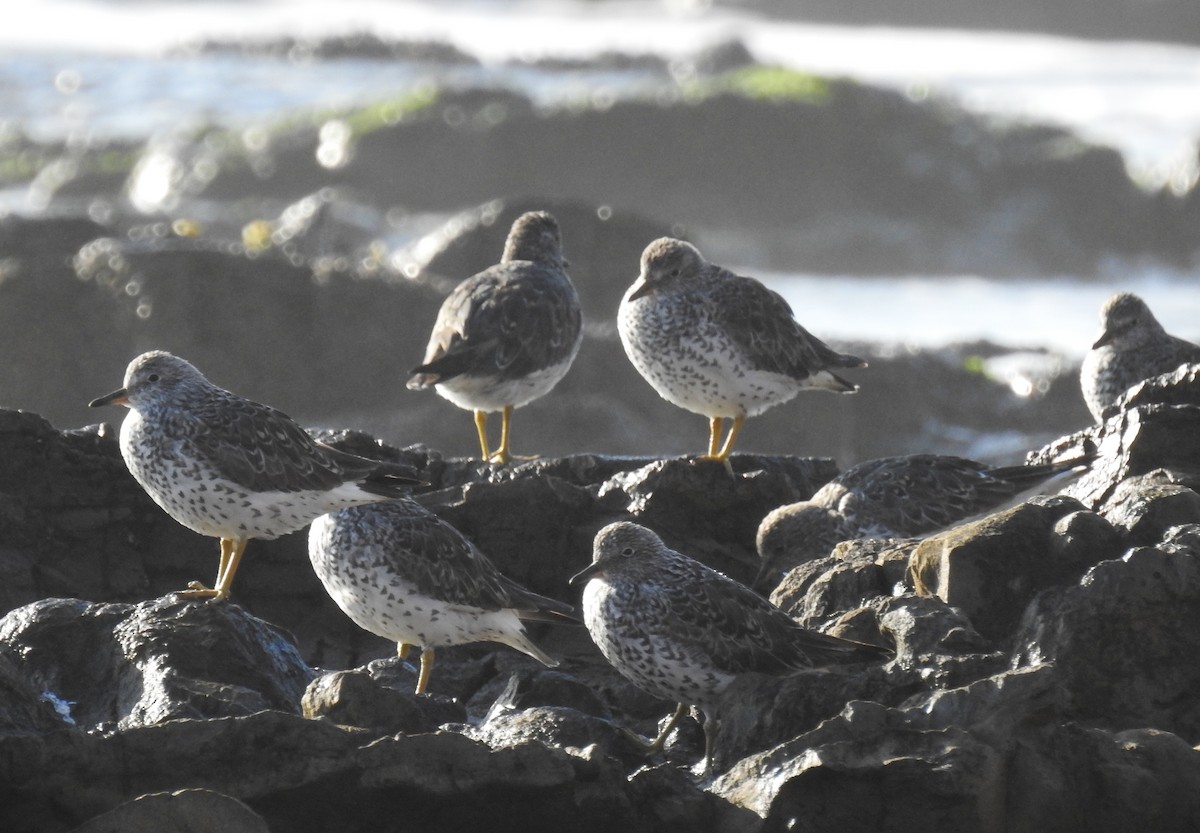 Surfbird - ML638648802