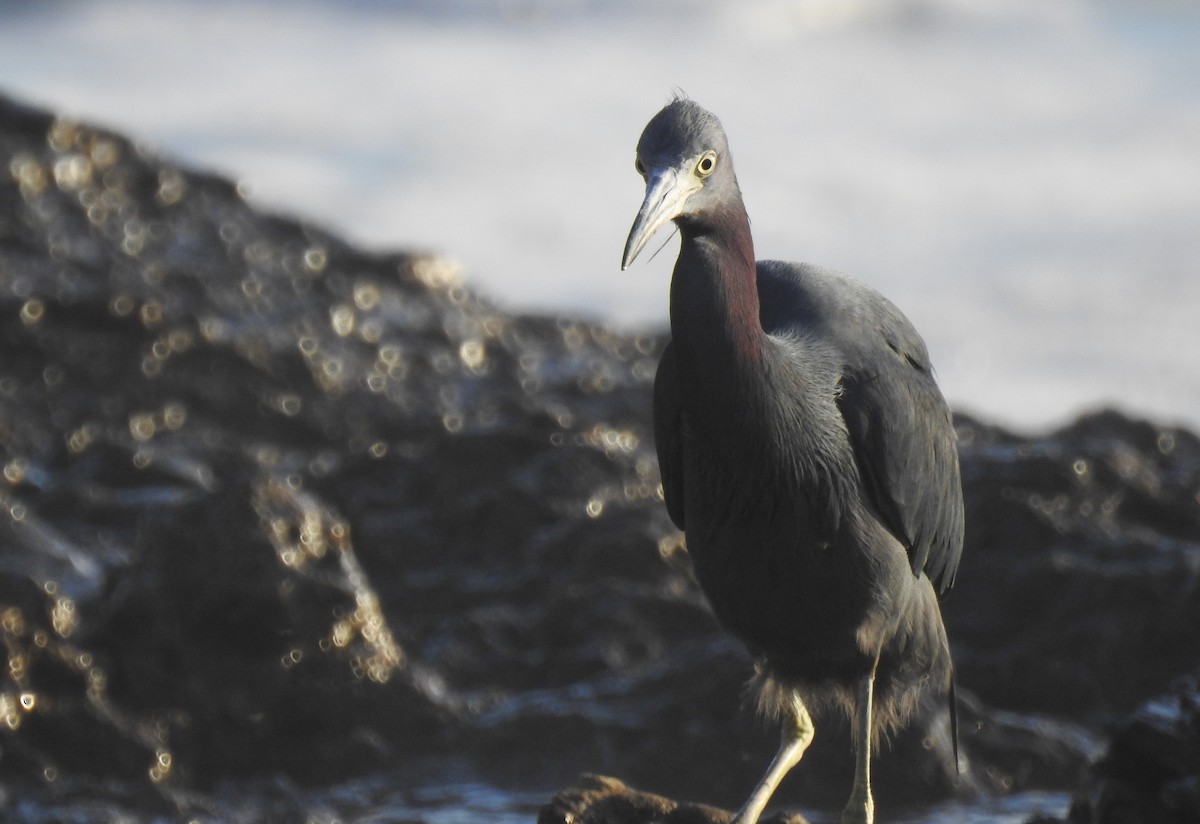 Little Blue Heron - ML638648805