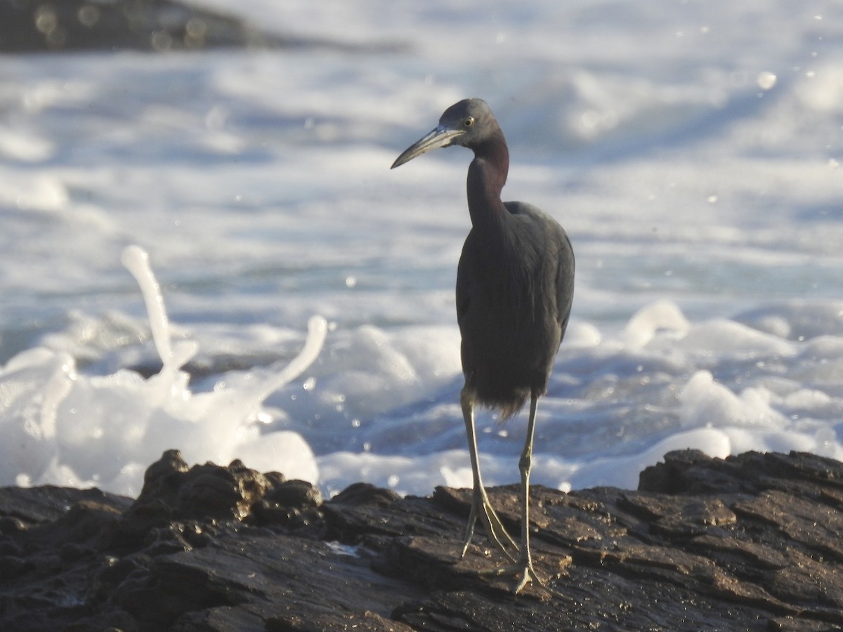 Little Blue Heron - ML638648806
