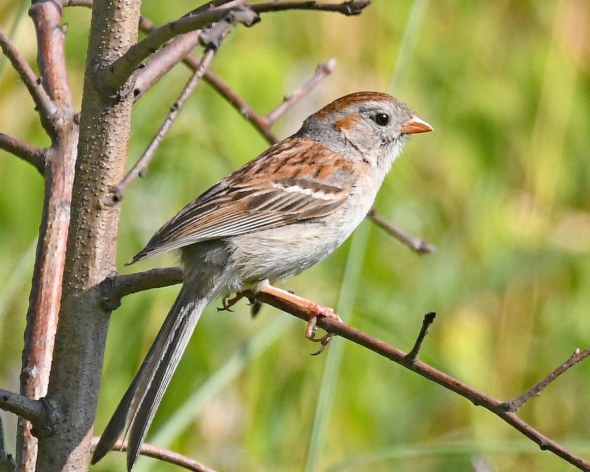Field Sparrow - ML638648830