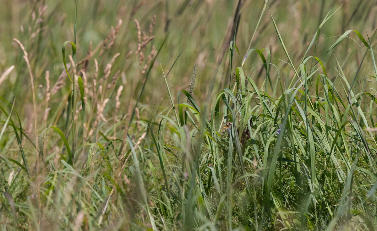 Sedge Wren - ML638648854