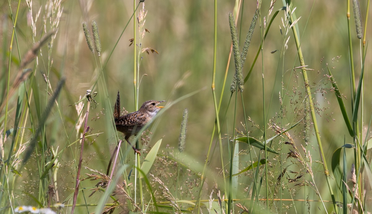 Sedge Wren - ML638648858
