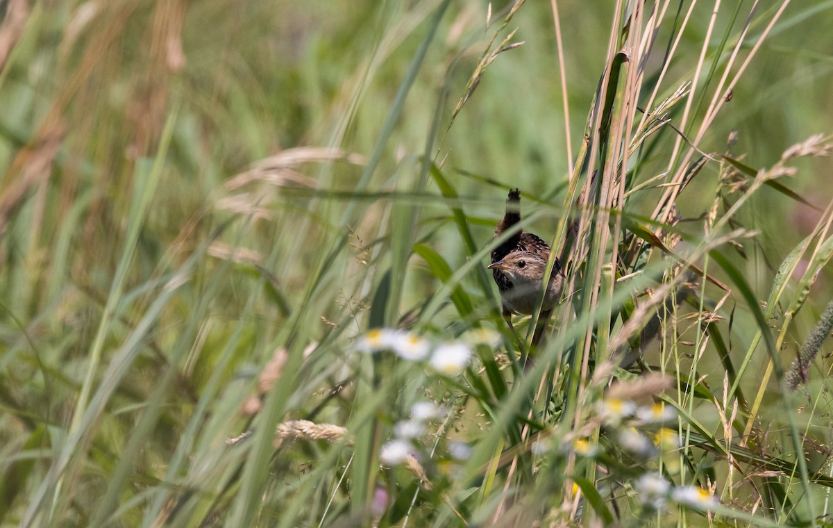 Sedge Wren - ML638648862