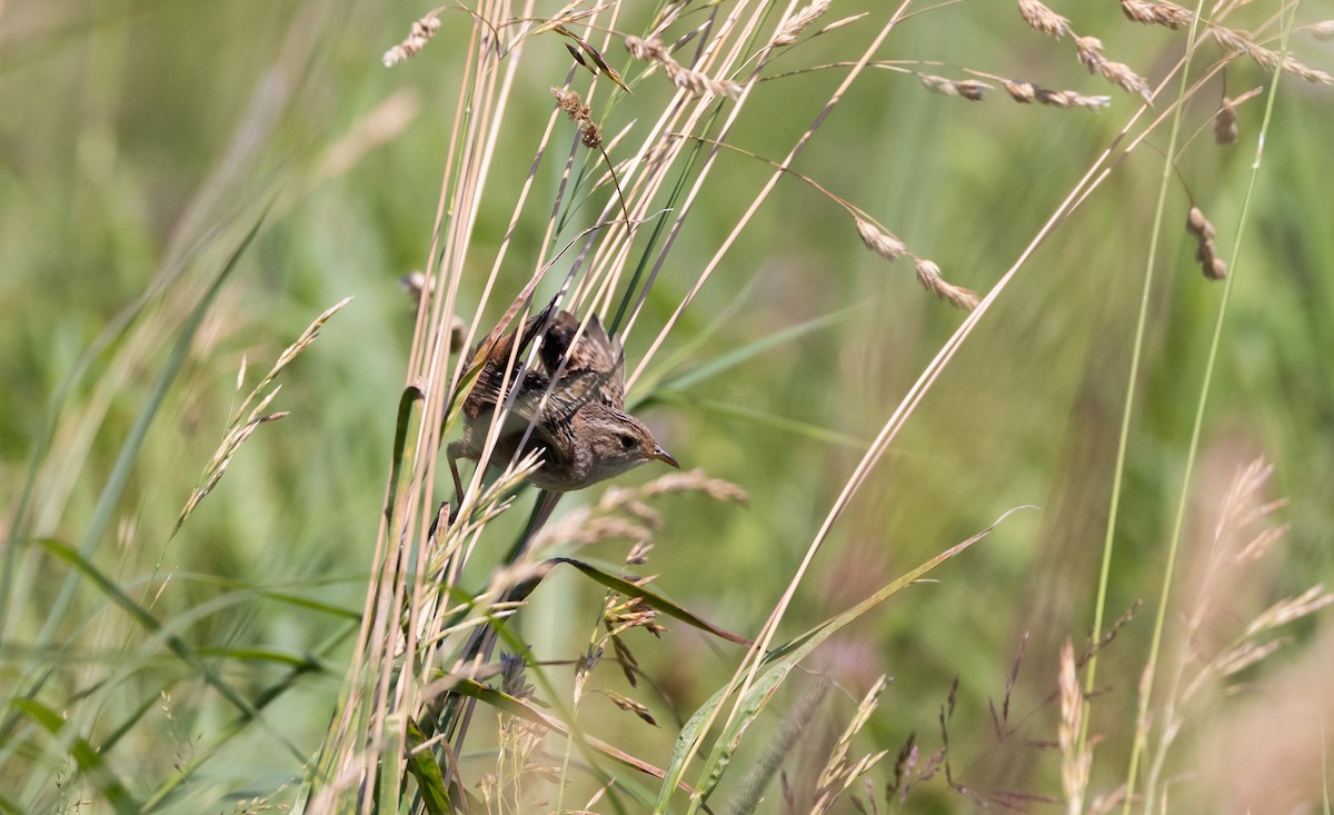 Sedge Wren - ML638648866
