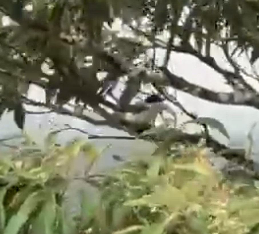 Fork-tailed Flycatcher - ML638648867