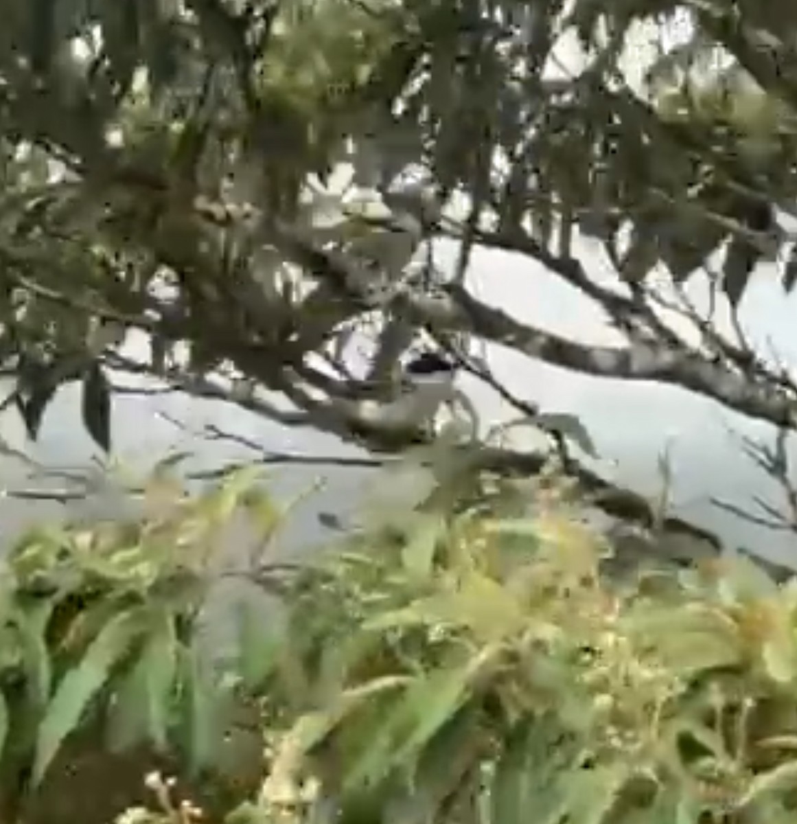 Fork-tailed Flycatcher - ML638648868