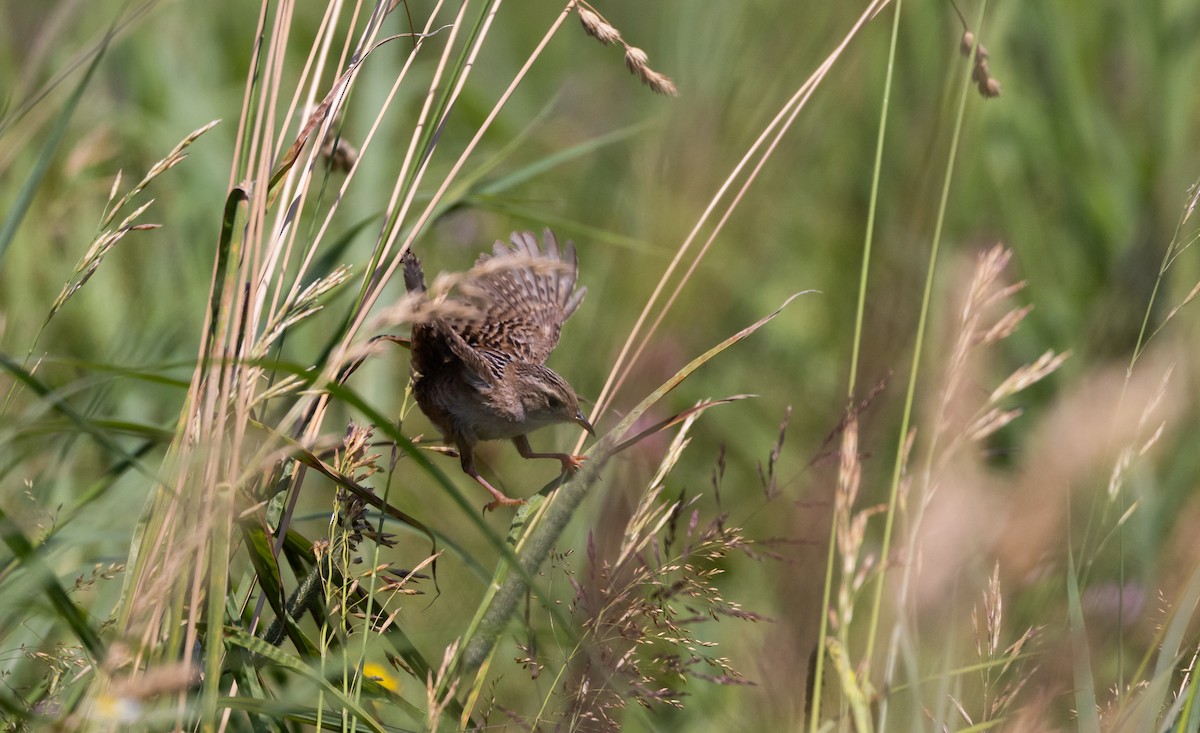 Sedge Wren - ML638648869