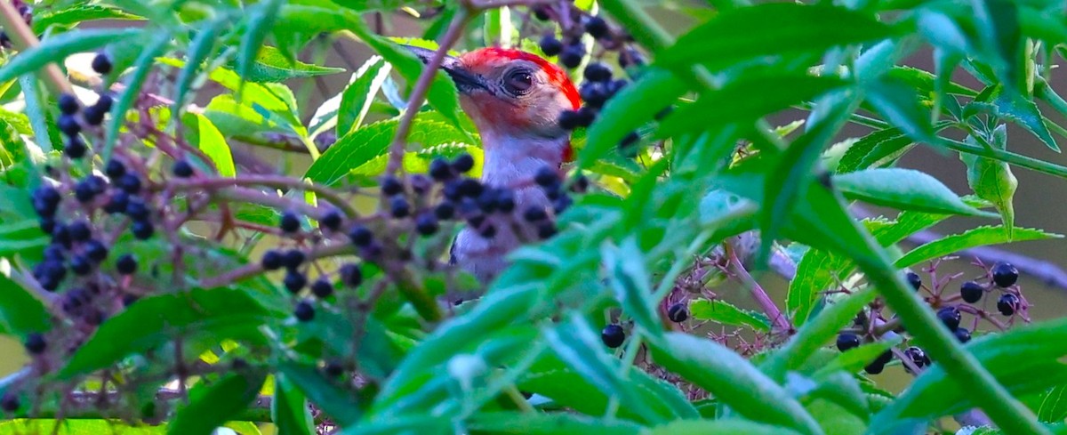Red-bellied Woodpecker - ML638648871